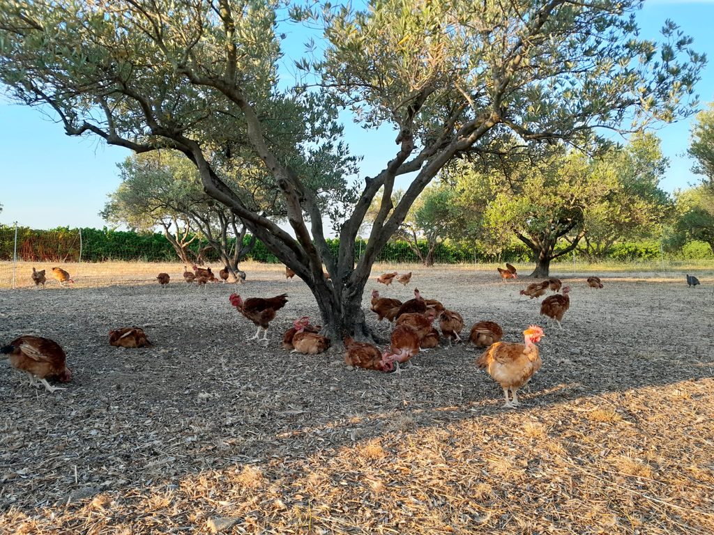 Après les oliviers et les chênes, retour dans les vignes ! img 20260719 wa0006