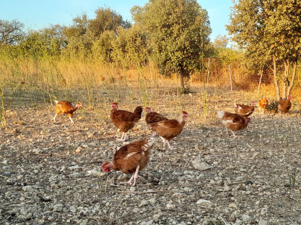 Après les oliviers et les chênes, retour dans les vignes ! img 20260916 wa0001