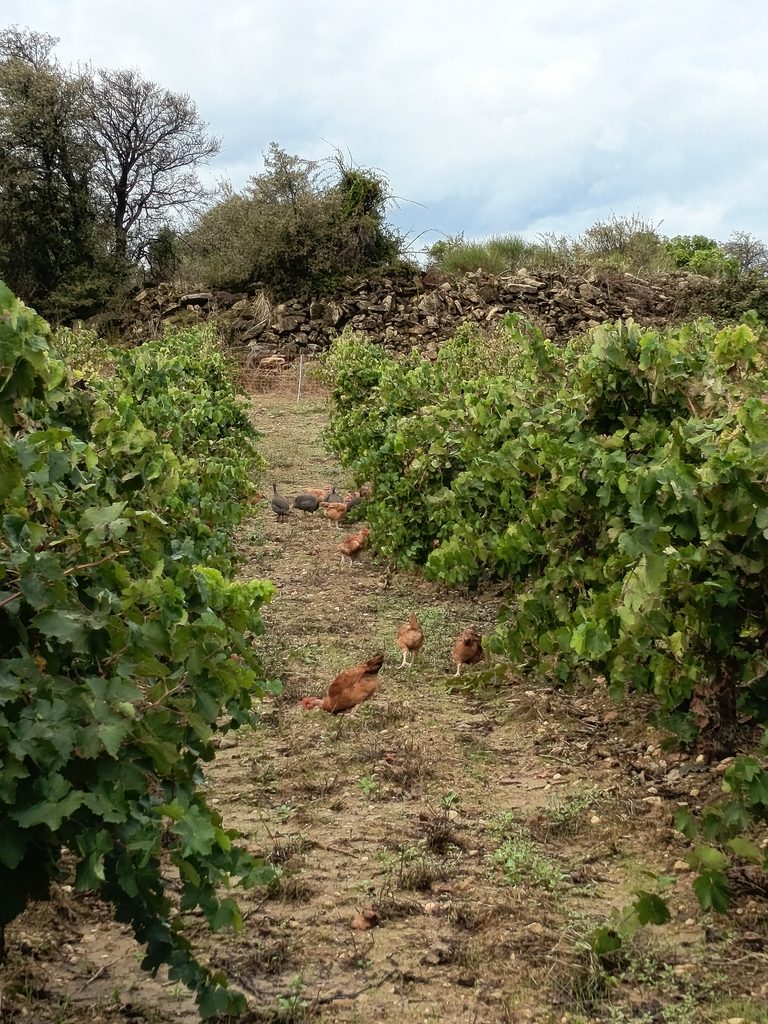 Après les oliviers et les chênes, retour dans les vignes ! img 20261007 102941